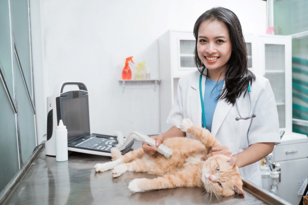 Vet smiling while checking cat's vitals