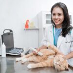 Vet smiling while checking cat's vitals