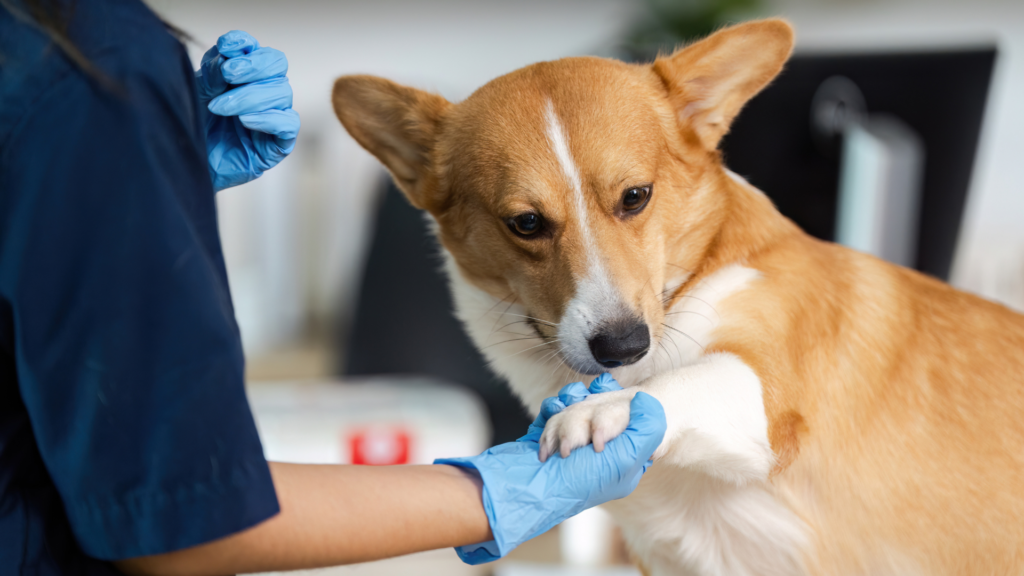 pet getting a vaccine