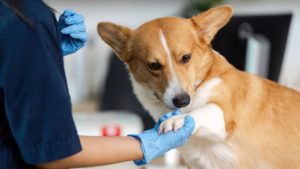pet getting a vaccine
